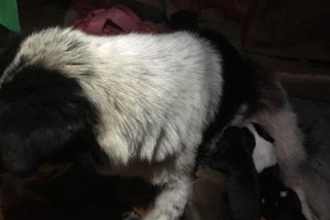 养狗指南（养狗所需准备清单以及宝宝狗狗的照顾要点）