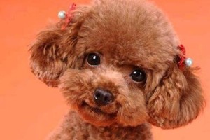 泰迪犬心里话（了解泰迪犬的心声，让它们更加快乐）