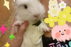 荷兰猪为何一直掉毛？（探寻荷兰猪掉毛的原因及解决方法）