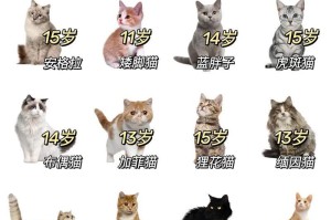 寿命长且经济实惠的猫咪品种（选择适合你的伴侣）