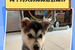 如何科学养幼犬（养幼犬的方法与技巧）