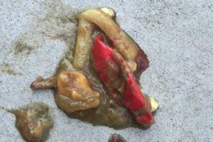 萨摩耶幼犬拉稀怎么办？（照料技巧与建议）