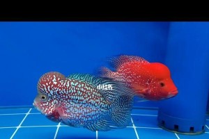 养罗汉鱼需注意的事项（打造理想的罗汉鱼水族箱环境，让它们健康成长）