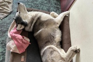 幼犬的睡眠需求及影响因素（探讨幼犬睡眠时间、睡眠质量和影响因素的重要性）