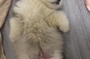 阿拉斯加犬的完美饲养指南（不同时期的关键饲养注意事项）
