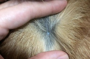 柯基容易得的皮肤病及预防措施（了解柯基皮肤病，宠物健康无忧）