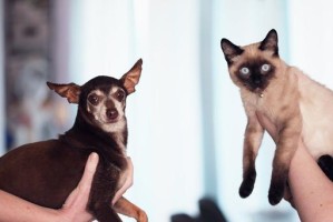 北上广宠物猫价格不同的原因（探寻北上广宠物猫市场的差异和影响因素）
