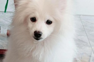 以能长大的狗（养狗须知、合理饮食、适当运动、定期检查——）