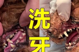 狗狗洗牙的流程与费用详解（了解小狗洗牙的必要性和流程，掌握洗牙费用的参考标准）