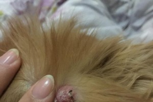狗耳朵长红疙瘩的病因与治疗方法（探索狗耳朵红疙瘩的原因，提供有效的治疗方法）