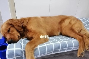金毛绝育的最佳时机（为你的宠物选择最适宜的绝育时刻）