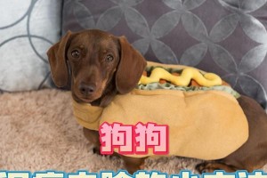 狗狗泪痕问题探究（饮食习惯与泪痕关联的深入分析）
