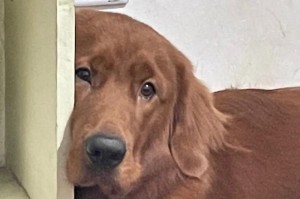 狗口腔溃疡的症状与治疗方法（了解口腔溃疡，保护你的爱犬口腔健康）