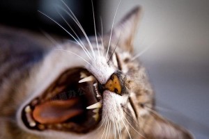 猫露牙齿的意义与表达方式（揭秘猫咪牙齿露出的内涵与情感）