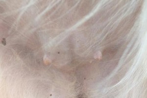 如何判断狗狗是否怀孕了？（狗狗怀孕的主要症状及判断方法）