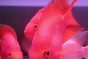红鹦鹉鱼的寿命揭秘（探索红鹦鹉鱼能活多久的关键因素及其养殖技巧）