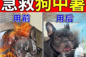 狗狗中暑呕吐怎么办？药物是有效的治疗方法吗？（了解狗狗中暑呕吐的原因及适用药物，保护宠物的健康。）