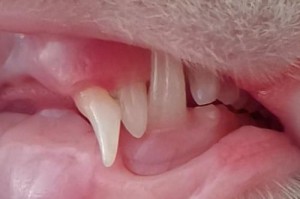 猫咪的牙齿生长周期（揭秘猫咪牙齿换牙的奥秘）