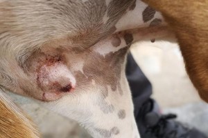 狗的月经周期及常见症状（了解狗的生理变化，关爱宠物健康）
