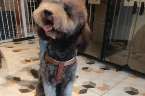 狗洗澡的最佳时间及注意事项（让你的宠物犬保持清洁健康的窍门）