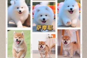 如何选择一只适合的萨摩耶犬（萨摩耶犬挑选技巧，了解关键要点）