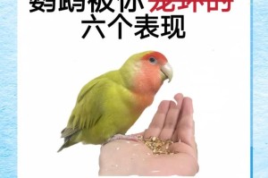 饲养三个月大的鹦鹉的正确方法（喂食频率及如何正确照顾幼鹦鹉）