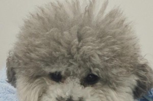 《狗狗中哪些品种最为粘人？》（探索人类最好的朋友——粘人狗狗的品种特点和优势）