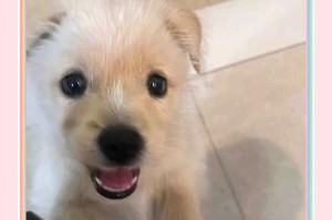 犬瘟的潜伏期及相关知识（揭秘犬瘟病毒的潜伏期及其重要性）