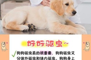 养宠物狗需注意的重要事项（关爱宠物狗的基本知识与要点）