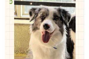 边境牧羊犬的价格和性格特点（了解边境牧羊犬的价格和性格，选择适合的宠物伴侣）