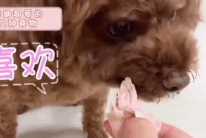 经济实惠的适合泰迪狗狗食用的人食品（探索多种可供泰迪享用的低成本人食）