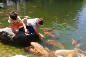 观赏鱼与人互动（你养的观赏鱼上榜了吗？挑选最适合互动的品种）