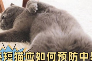猫咪中暑的症状、急救措施及预防方法（如何识别猫咪中暑的症状和正确应对）