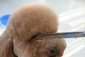 揭秘泰迪犬泪痕之谜（泰迪犬泪痕的原因及解决办法）