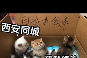 两个月奶猫的饮食指南（科学喂养奶猫，健康成长）