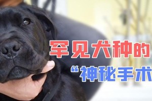 狗狗肋骨断裂后的康复时间及关键因素（探究狗狗肋骨断裂康复的关键因素与时间周期）