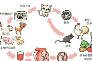 弓形虫如何传染给人类？（探究弓形虫传播途径及预防措施）