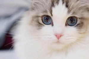 猫呕吐的原因及应对方法（探究猫咪呕吐的原因，帮助解决这一问题）