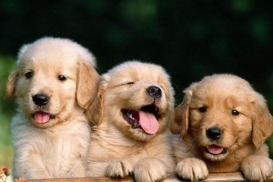 如何科学地确定金毛犬的饮食量和判断变胖？（以金毛每顿吃多少为准则，教你科学养狗！）