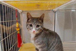 以家养猫的最适合品种是什么？（选择合适的猫咪品种为家庭带来更多的快乐和陪伴）