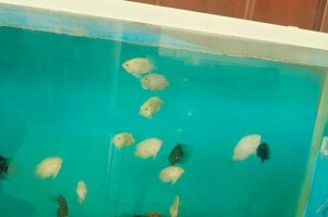 迷你鹦鹉鱼的养殖与适合鱼新手的观赏鱼（探究迷你鹦鹉鱼养殖的可行性以及适合鱼新手的观赏鱼品种选择）