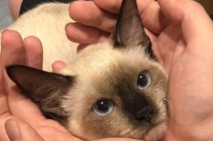 暹罗猫的温度感应毛发变化之谜（探索“挖煤猫”为何能根据温度改变毛发）