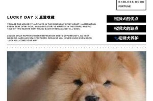 纯种松狮的价格及脾气特点剖析（了解纯种松狮价格与脾气，选择适合的宠物伴侣）