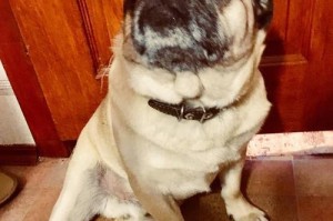 巴哥犬的价格及性格特征（了解巴哥犬的价格和性格，选择最适合你的宠物伙伴）