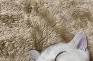 猫咪为什么天天睡觉？（探寻猫咪睡眠习惯的奥秘）