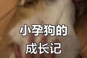 边牧怀孕多久能看出来？（边牧怀孕初期的迹象和表现）