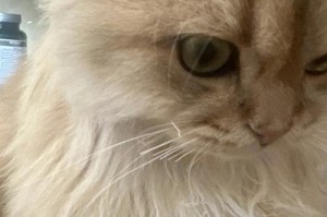 猫的胡子（以猫新长的胡子为主题的研究，探寻胡须颜色的形成机制）