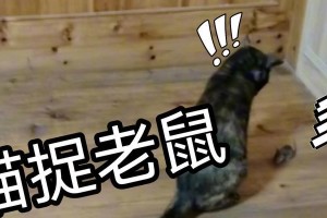 猫抓到老鼠的意义和行为原因（探寻猫咪天性中的狩猎本能与人类关系）