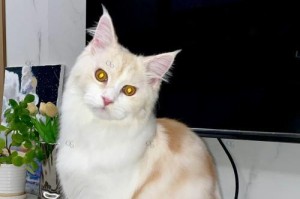 缅因猫的特征与魅力（一窥缅因猫的独特之处）