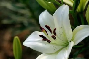 猫咪安全之选（探寻哪些花卉对猫咪无害，打造宠物友好的花园环境）